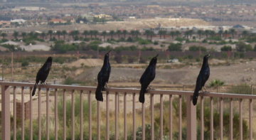 Four black birds sing the praises of our house